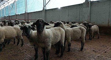 Kastamonu'da bilimsel çalışmalar meyvesini verdi: 55 koyun 100'ün üzerinde kuzu doğurdu
