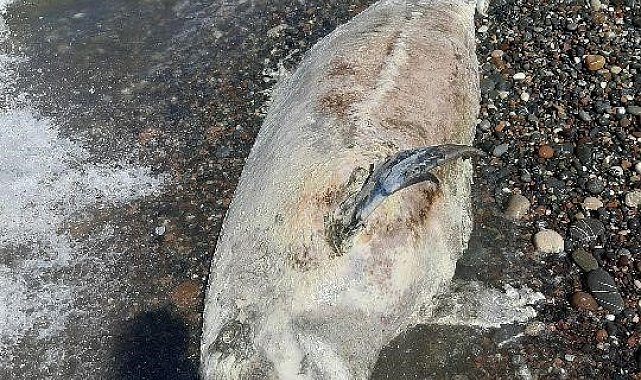 Kastamonu'da ölü yunus balığı karaya vurdu