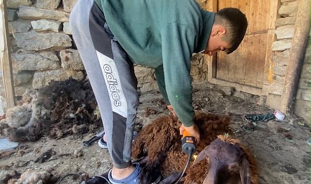 Kavurucu sıcaklar küçükbaş hayvanlarda kırkım mesaisini başlattı