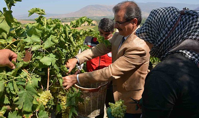 Kaymakam Güldoğan bağa girip üzüm kesti