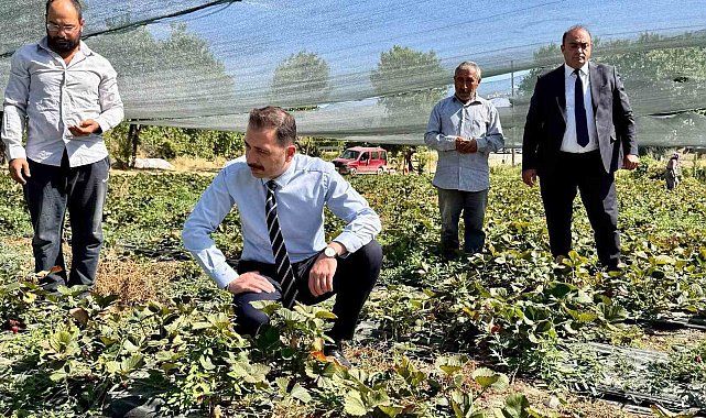 Kaymakam Hökelekli tarımsal üretimi sahada takip etti