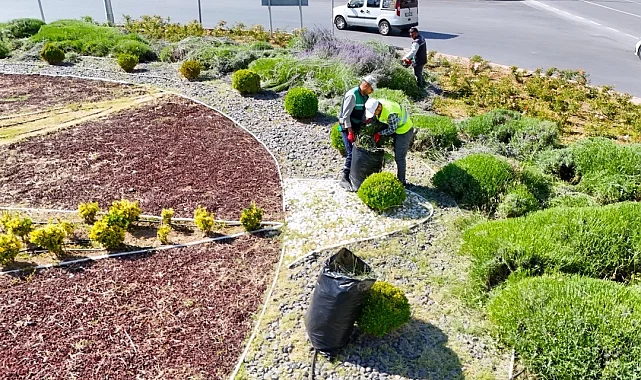 Kayseri Büyükşehir'de lavanta hasadı başladı