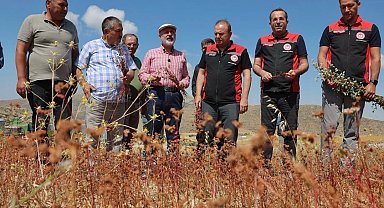 Kayseri Kocasinan karabuğdayın ilk hasadını yaptı