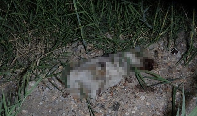 Kazada yaralanan yavru köpeği taşla öldürdüğü iddia edilen Alman vatandaşı deport edildi