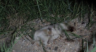 Kazada yaralanan yavru köpeği taşla öldürdüğü iddia edilen Alman vatandaşı deport edildi