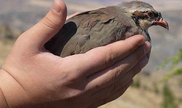 Kene popülasyonuna karşı doğal hamle: Avcı keklikler doğaya salındı