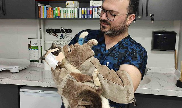 Keşan'da yüzündeki tümör alınan kedinin yüzüne canlı deri flebi taşındı