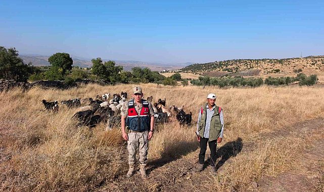 Kilis'te kaybolan 50 küçükbaş hayvan jandarma tarafından bulunarak sahibine teslim edildi