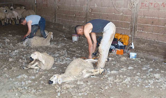 Kırkımcıların yaz sezonunda gelirleri genel müdür maaşını aratmıyor
