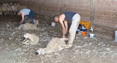 Kırkımcıların yaz sezonunda gelirleri genel müdür maaşını aratmıyor