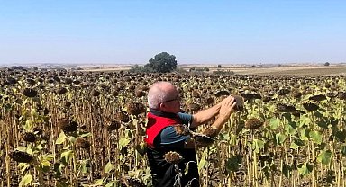 Kırklareli'nde TAKE projesiyle ekimi yapılan ayçiçekleri kontrol edildi