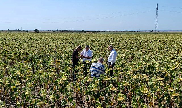 Kırklareli'nde yerli ve milli ayçiçeği tohumu ile anıza doğrudan ekim yöntemi denendi