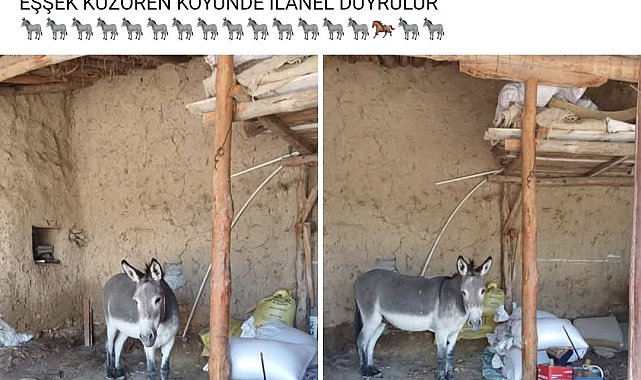 Kırsal mahalledeki başıboş eşek merak konusu