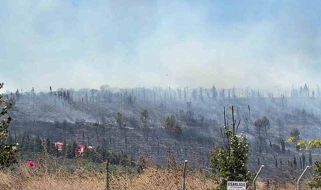 Kocaeli'de ormanlık alanda yangın: Bölgeye ekipler sevk edildi