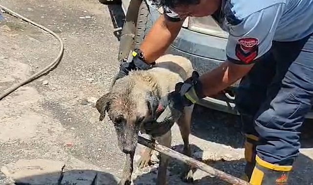 Konteynerin altında sıkışan anne köpek ve yavruları itfaiye ekiplerince kurtarıldı