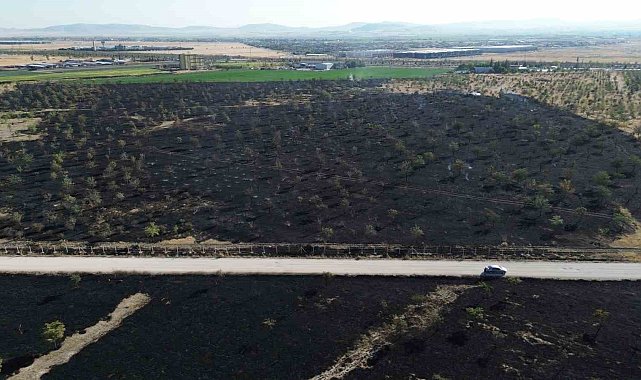 Konya'da ağaçlık 150 dekar alan kül oldu
