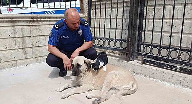 Köpeği annesi sanan kedi