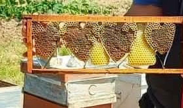 Kovan denetiminde bulunan kalp şeklindeki petek görenleri şaşırttı