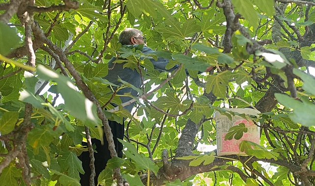 Kozan'da incir hasadı başladı