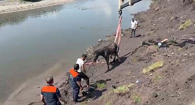 Kura Nehri'nde bataklığa saplanan at vinç yardımıyla kurtarıldı