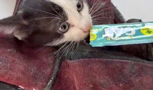 Kurtardığı kedi aracının motoruna girdi