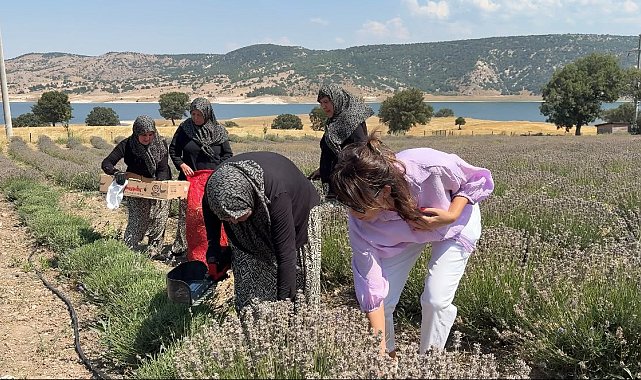 Kütahya'da 5 yıllık lavanta emeğinin hasadı kadınlara umut oldu