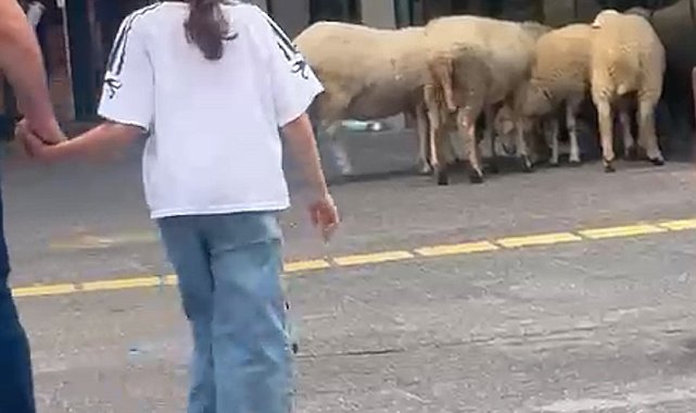 Lüks AVM'nin bahçesindeki koyunlar kamerada