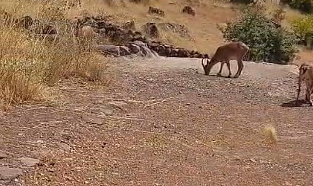 Malatya'da dağ keçileri görüntülendi