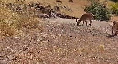 Malatya'da dağ keçileri görüntülendi