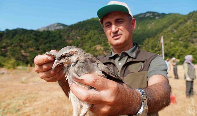 Manisa'da doğaya bin 200 kınalı keklik salındı