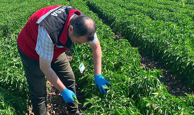 Manisa'da organik ürünlere pestisit analizleri başladı