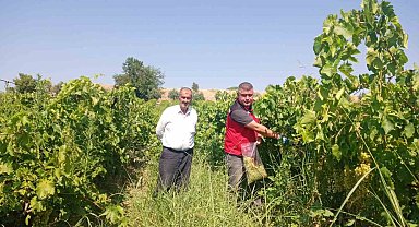 Manisa'da üzüm bağlarında hasat öncesi pestisit denetimi