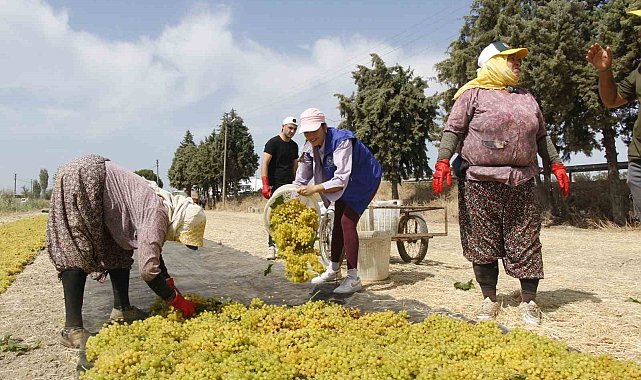 Manisa'da üzüm işçiliği ücretleri belli oldu
