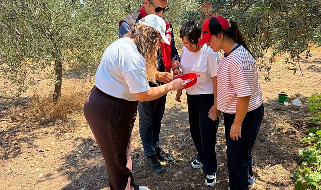 Manisa'da zeytin ve meyve bahçeleri zararlılara karşı takipte