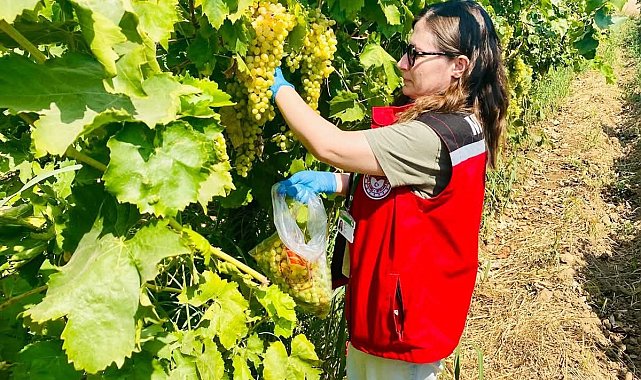 Manisa'nın organik üzümleri mercek altında