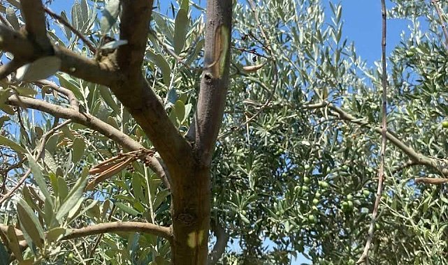 Menteşe'de zeytin ağaçlarında Verticillium solgunluğu kontrolleri yapıldı