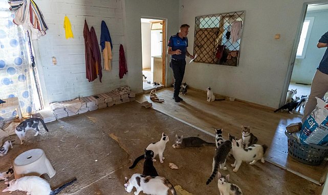 Mersin'de 'çöp ev' ihbarından yaklaşık 100 kedi çıktı