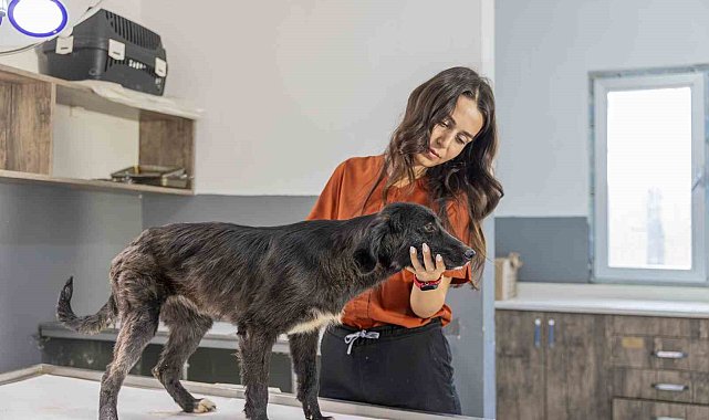 Mersin'de 6 aylık tedaviyle yeniden ayağa kalkan köpek sıcak yuvasını bekliyor