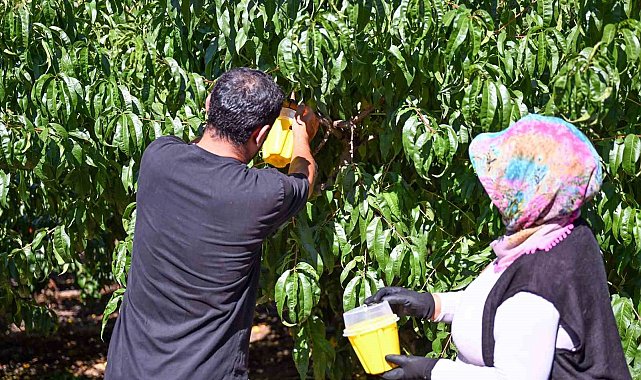 Mersin'de Akdeniz Meyve Sineğine karşı 80 bin feromon tuzak desteği
