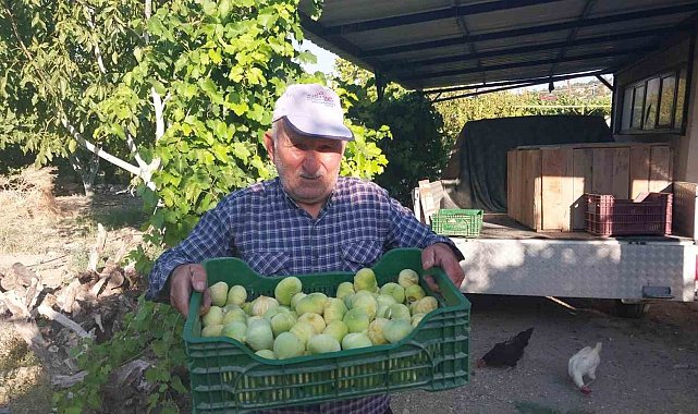 Mersin'de incir hasadı başladı