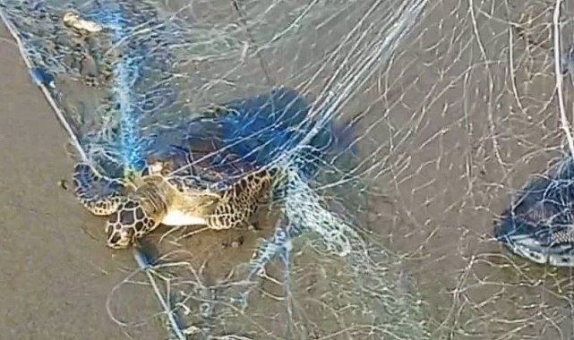 Mersin'de yasa dışı avcılığa sıkı denetim