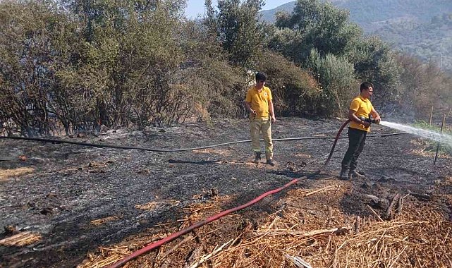 Milas Bafa'da tarım arazisindeki yangın söndürüldü