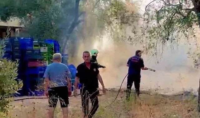 Milas'ta zeytinlik alan yangını büyümeden söndürüldü