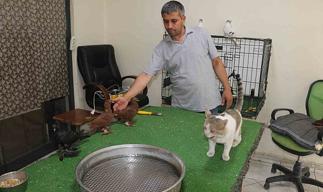 Milyonluk güvercinleri 'azılı düşmanları' koruyor