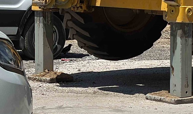 Minibüs altında serinleyen saksağan kamerada