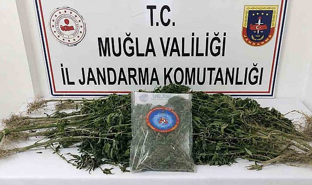 Muğla Jandarmasından uyuşturucu tacirlerine operasyon: 33 tutuklama