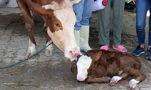 Muğla'da buzağı kayıpları yüzde 1'e indirilecek