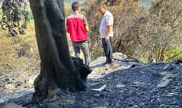 Muğla'da yangınların ardından hasar tespit çalışmaları sürüyor