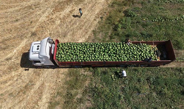 Muş Ovası'nda karpuz hasadı başladı: 2,1 milyar liralık gelir hedefleniyor