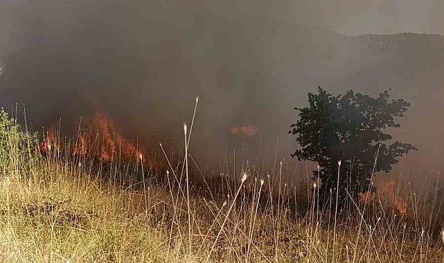 Muş'ta ormanlık alanda çıkan yangın kontrol altına alındı